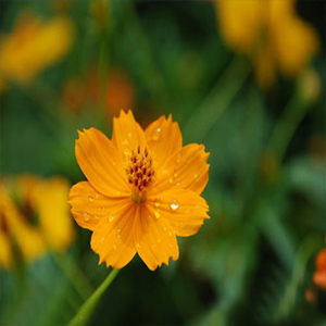 求主怜悯歌钢琴谱