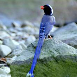 柔声倾诉钢琴谱