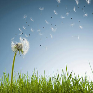 蒲公英的约定钢琴谱