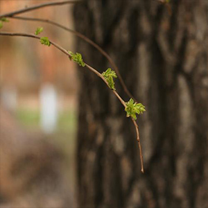 诗意鸣奏曲钢琴谱