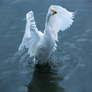 天鹅之舞钢琴谱