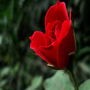 野玫瑰花钢琴谱