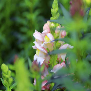 一支旋律的回忆钢琴谱