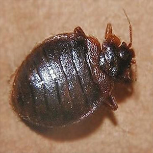 棕色的小甲壳虫钢琴谱