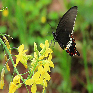 春天的故事钢琴谱