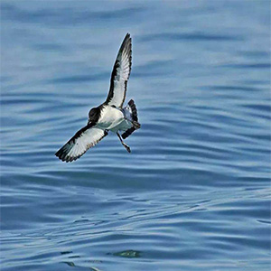 高飞的海燕钢琴谱