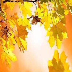 秋风在说钢琴谱