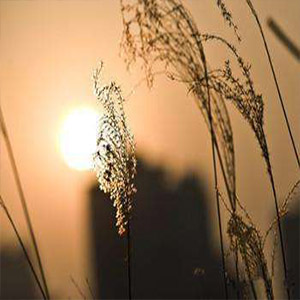 岁月悠悠钢琴谱