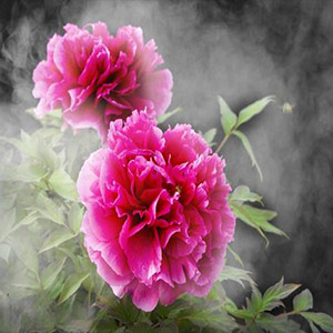 牡丹之歌钢琴谱