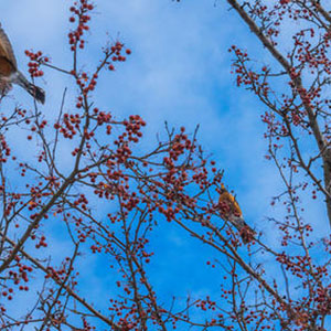 科学的春天来到了钢琴谱