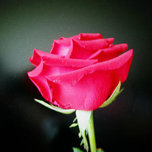 可爱的一朵玫瑰花钢琴谱