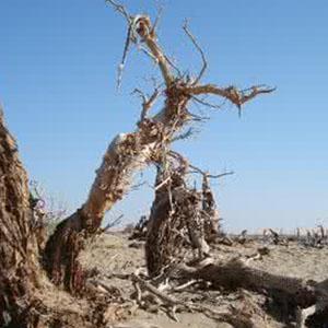 拉骆驼的黑小伙钢琴谱