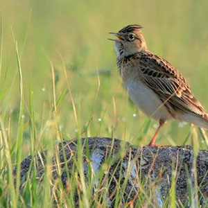军营飞来一只百灵钢琴谱
