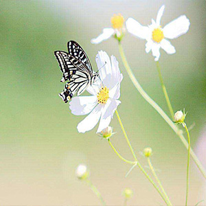 蝶恋花·答李淑一钢琴谱