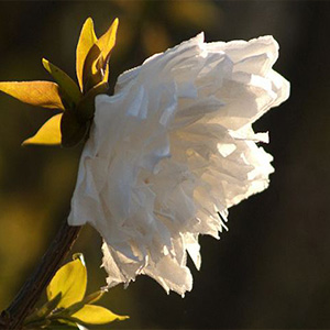 洁白的思念钢琴谱