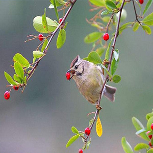 青春小鸟钢琴谱
