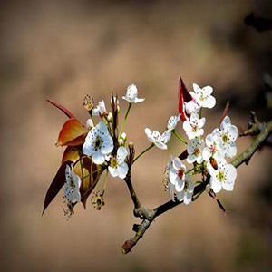 我不能忘记钢琴谱