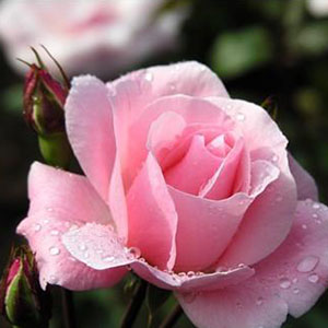 玫瑰三愿钢琴谱