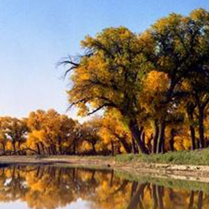 美丽的孔雀河钢琴谱