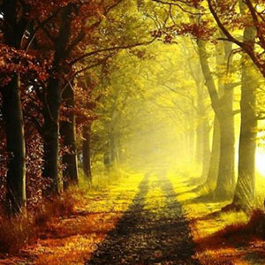 梦中没有人间的苦辣钢琴谱