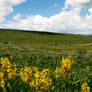 七月的草原钢琴谱