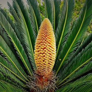 千年的铁树开了花钢琴谱