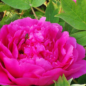 牡丹之歌钢琴谱