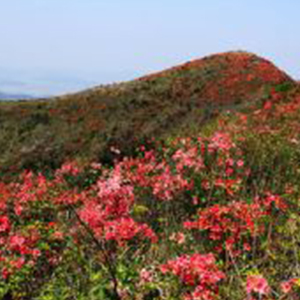 山丹丹花开红艳艳钢琴谱