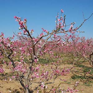 红彩妹妹钢琴谱