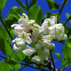 槐花几时开钢琴谱