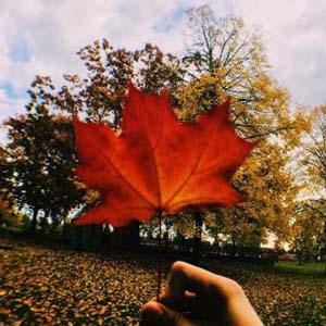 金凤吹来的时候钢琴谱