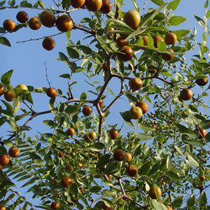 崖畔上酸枣红艳艳钢琴谱