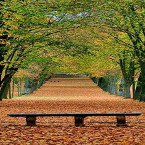 西风的话钢琴谱