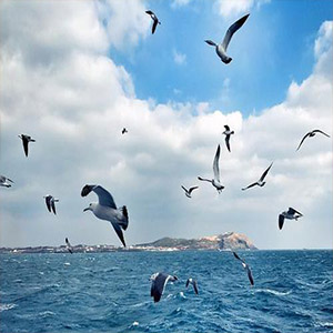 多情的海鸥钢琴谱