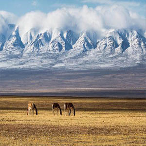 可可西里的故事钢琴谱