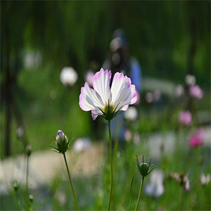 美丽的心情钢琴谱