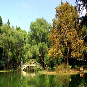 森林之歌钢琴谱