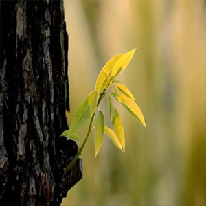 生命之约钢琴谱