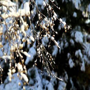 踏雪迎春钢琴谱
