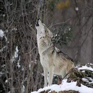 暴风雪啊你像头饿狼钢琴谱