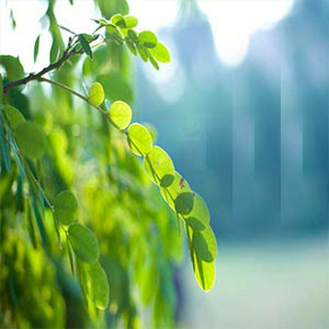 风儿捎来悄悄的话钢琴谱