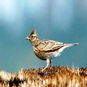 军营飞来一只百灵鸟钢琴谱