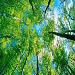 绿色的承诺钢琴谱