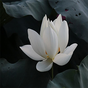 如梦的白莲钢琴谱