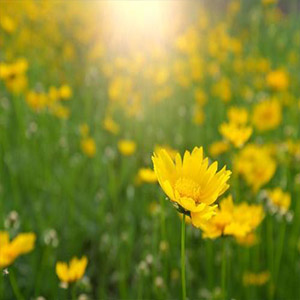 又是五月钢琴谱