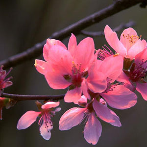 桃花红杏花白钢琴谱