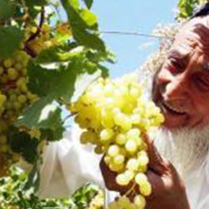 吐鲁番的葡萄熟了钢琴谱