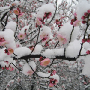 我爱你塞北的雪钢琴谱