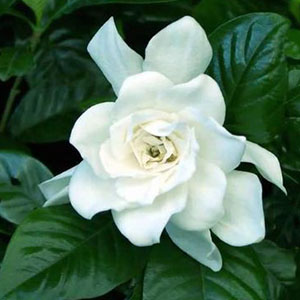 送给妈妈的茉莉花钢琴谱