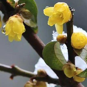 踏雪寻梅钢琴谱